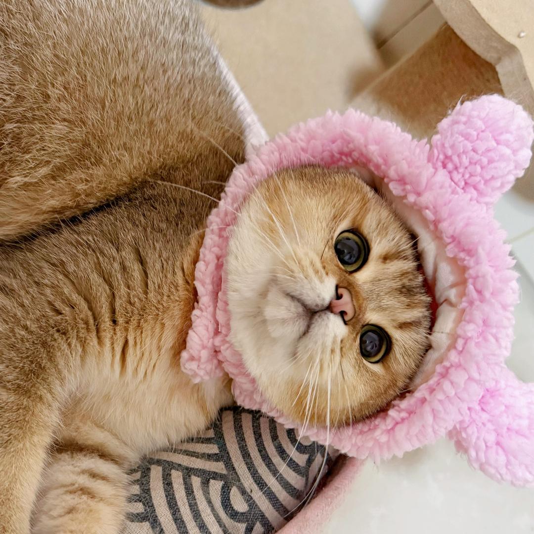 嘟嘟是猫不是猪