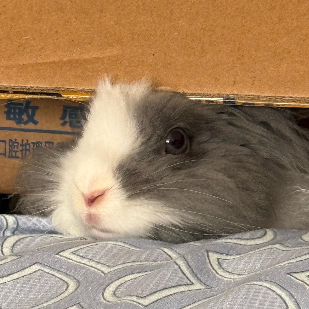 小兔钱钱🐰