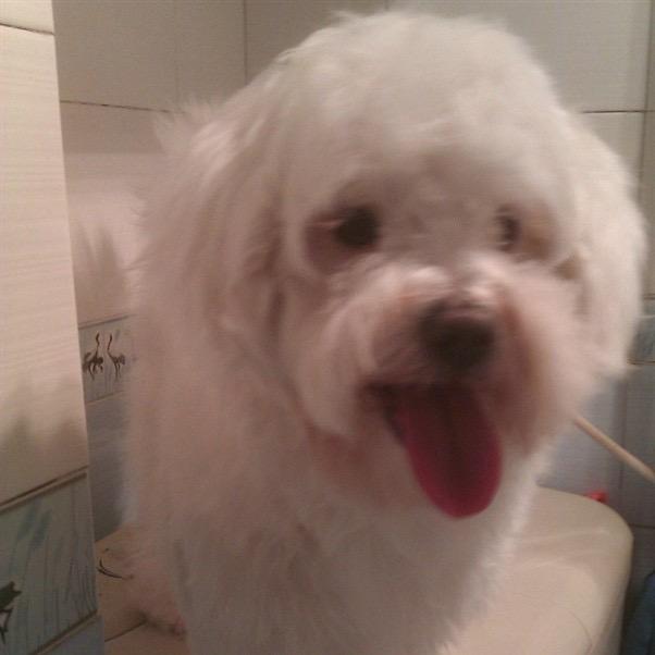 老虎狗儿爱溜达