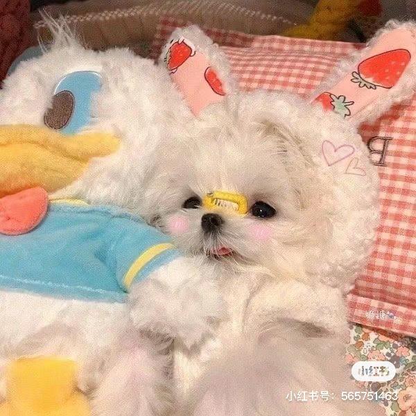 毛毛个牛呀