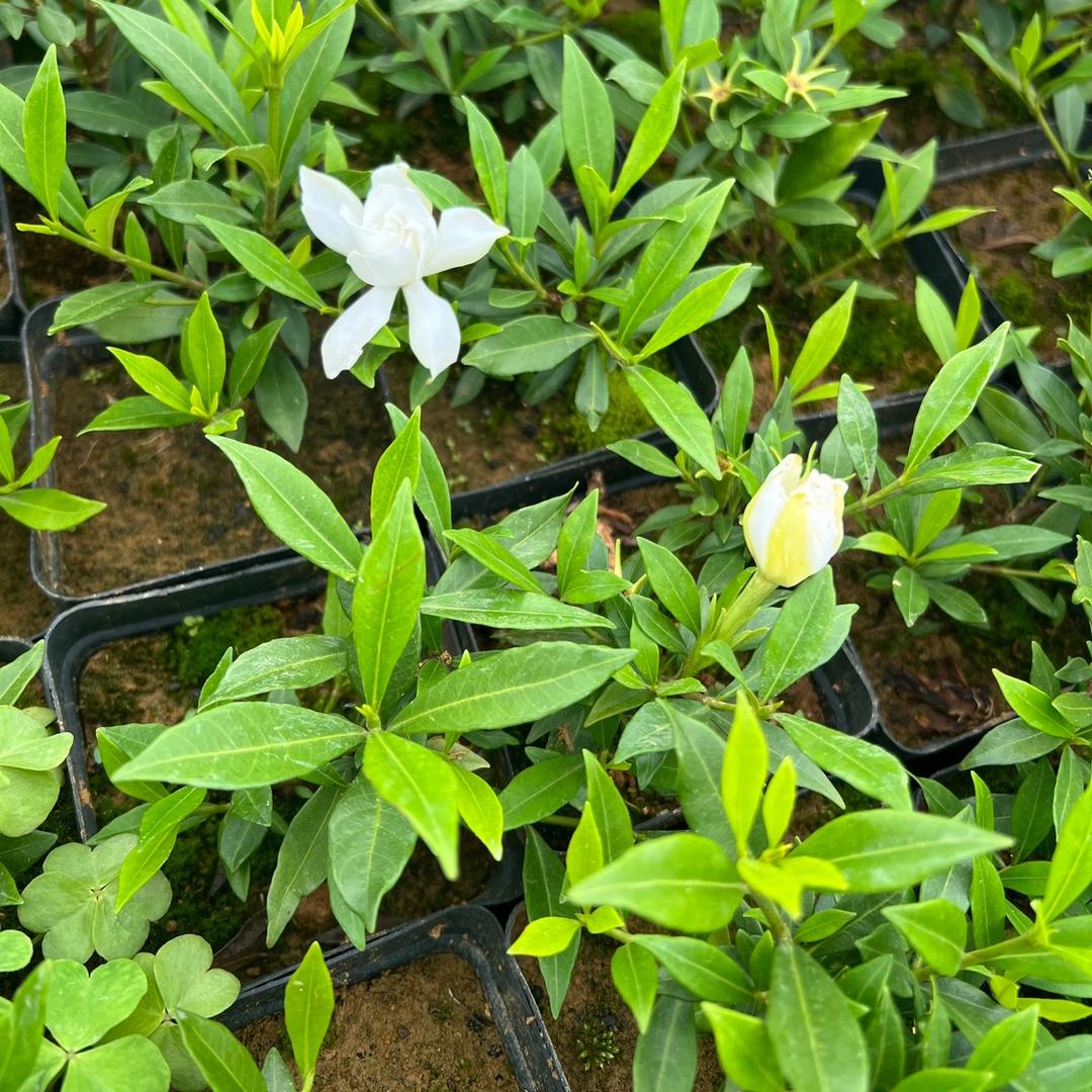 荔浦思广电商牛牛花卉绿植