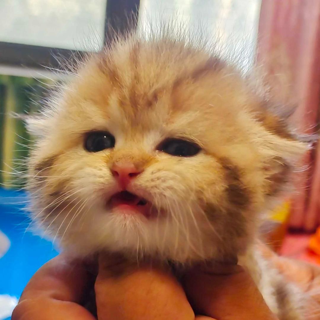 安可休家的猫