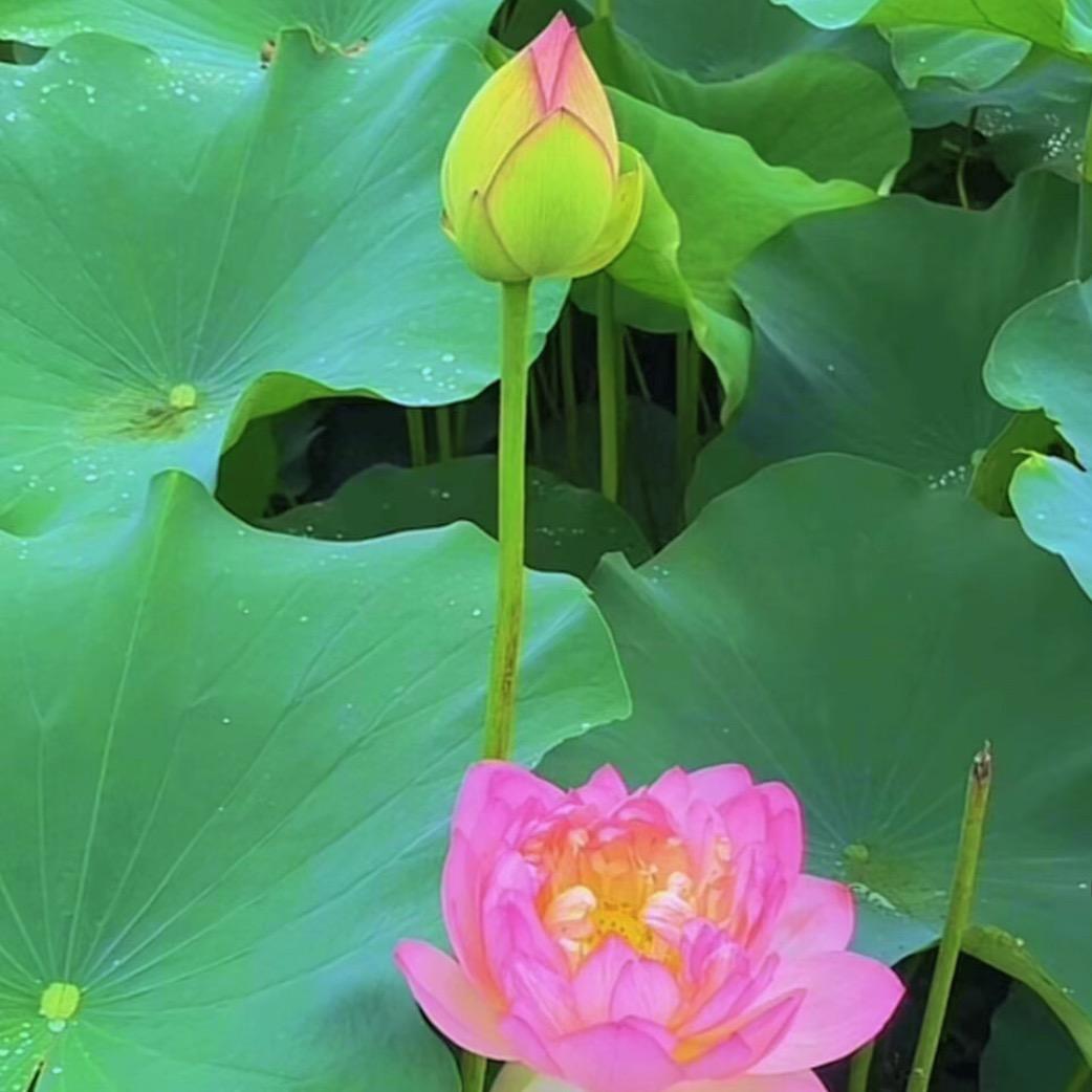 我不是芳儿