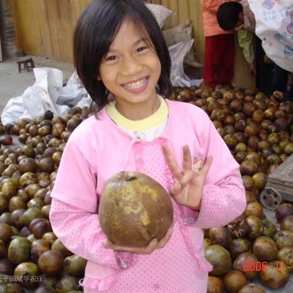 小林油茶苗