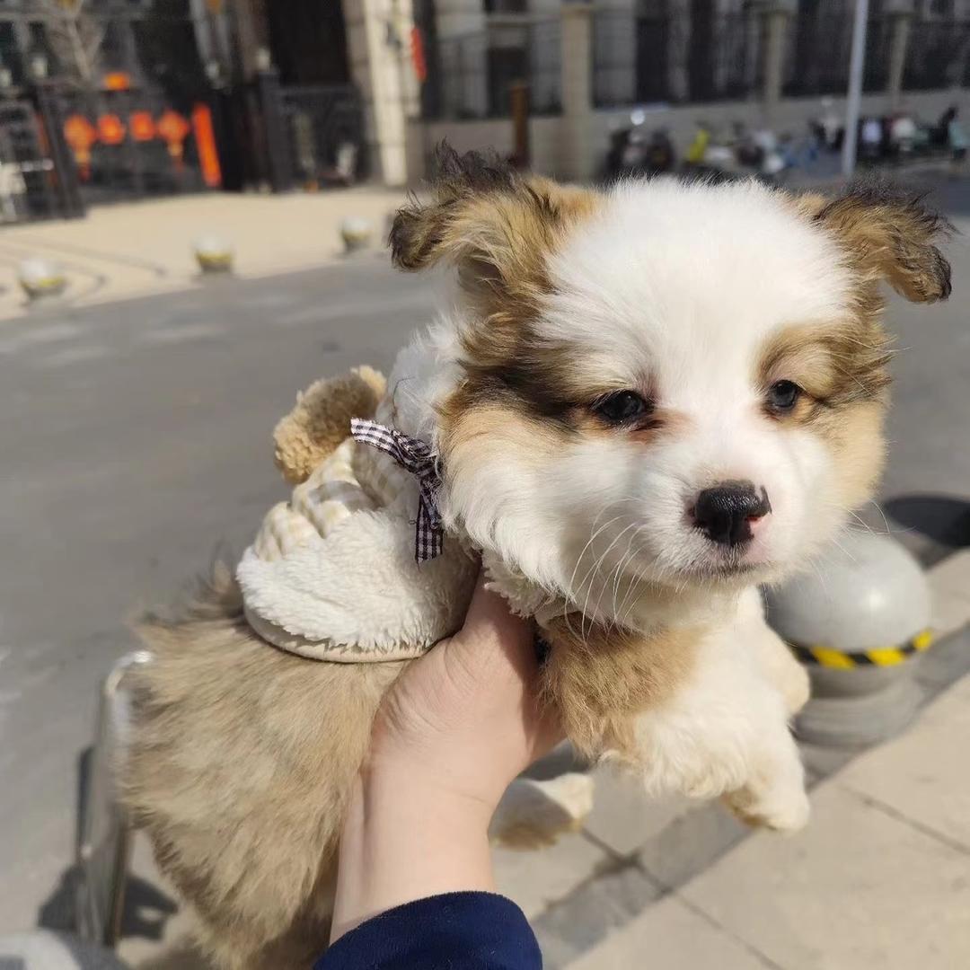 三斤小可爱
