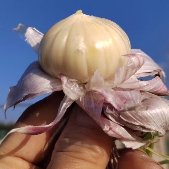 云农食记
