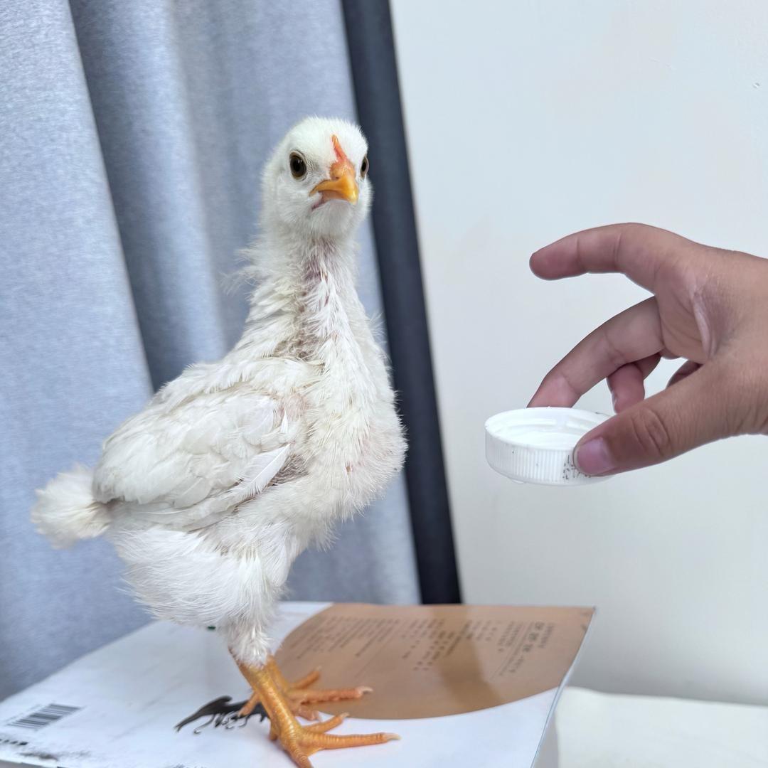 斤斤计较的吃货