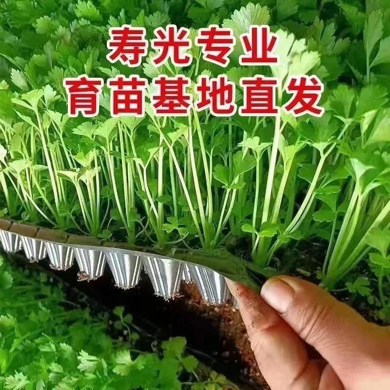 寿光市裕禾种苗