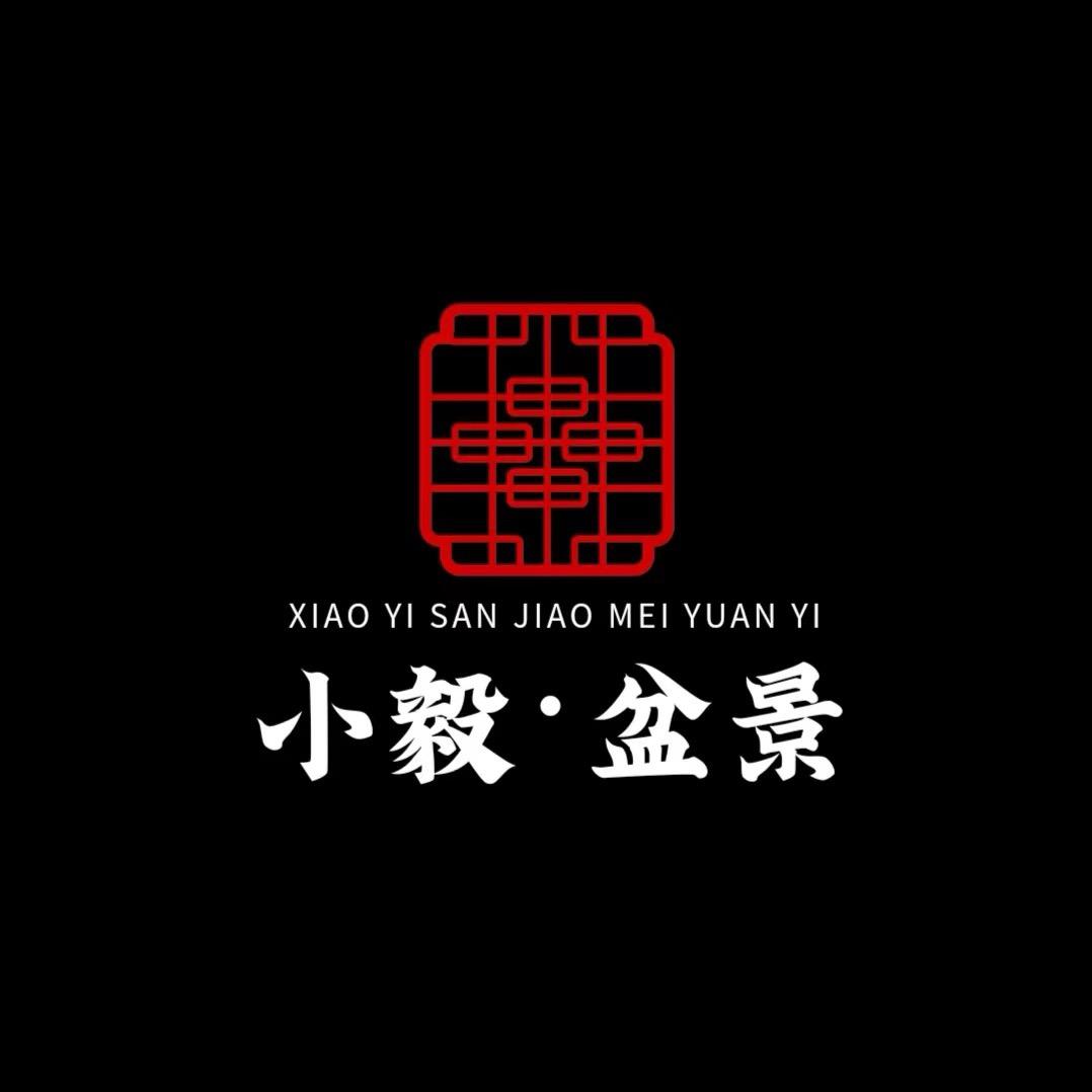 小毅三角梅