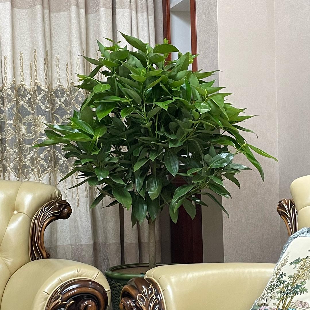 彦辉