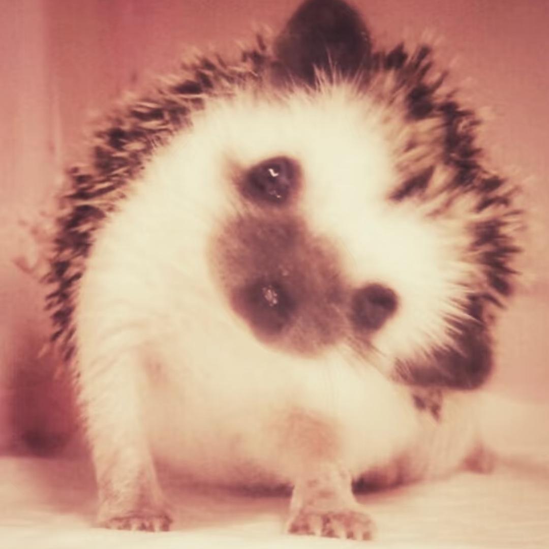 炒菜的鱿鱼七世。