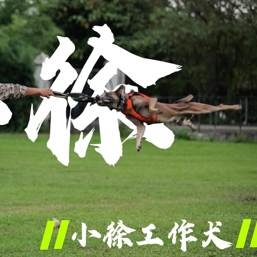 小徐工作犬