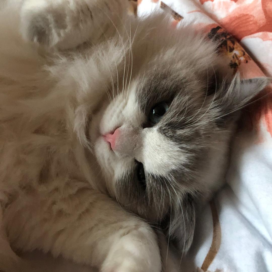 溜达猫 ✨