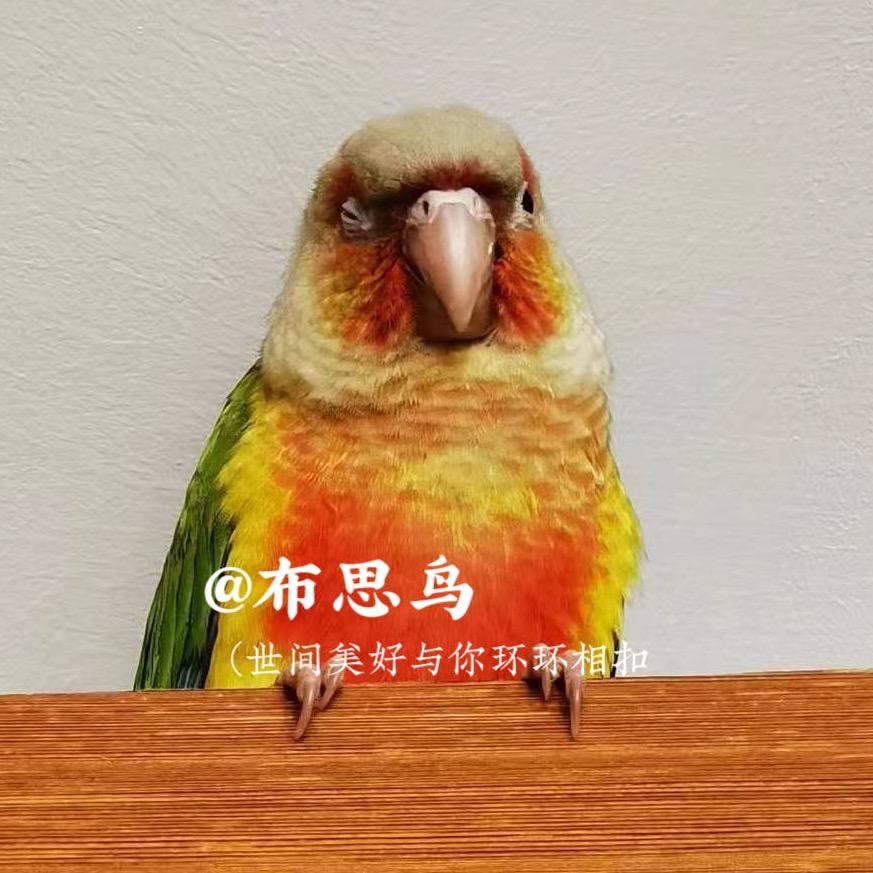 布思鸟🦜