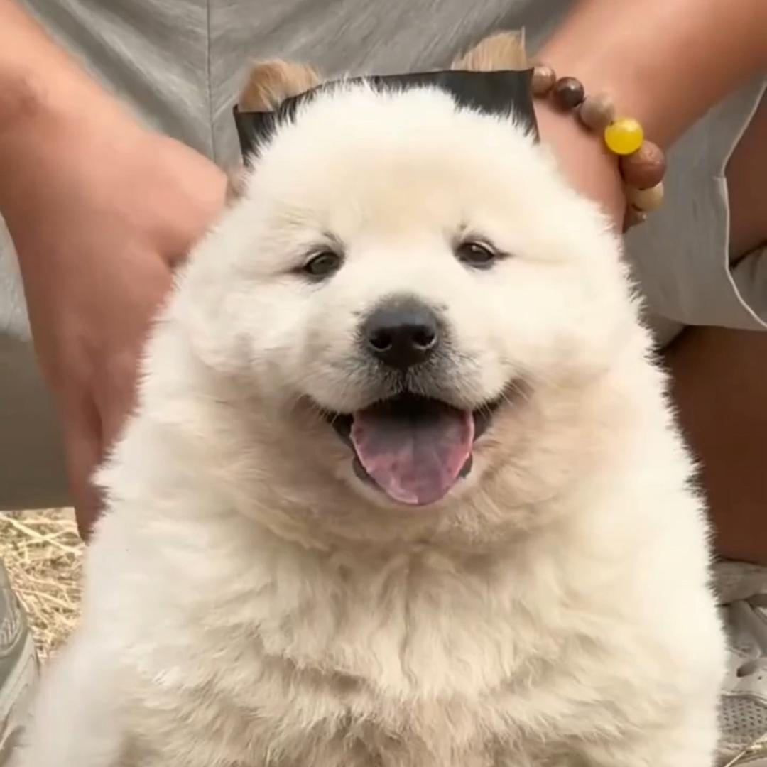 6养狗看第一条视频