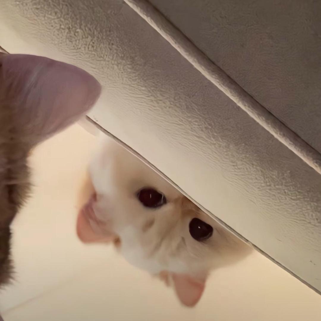 脏脏脏zzz