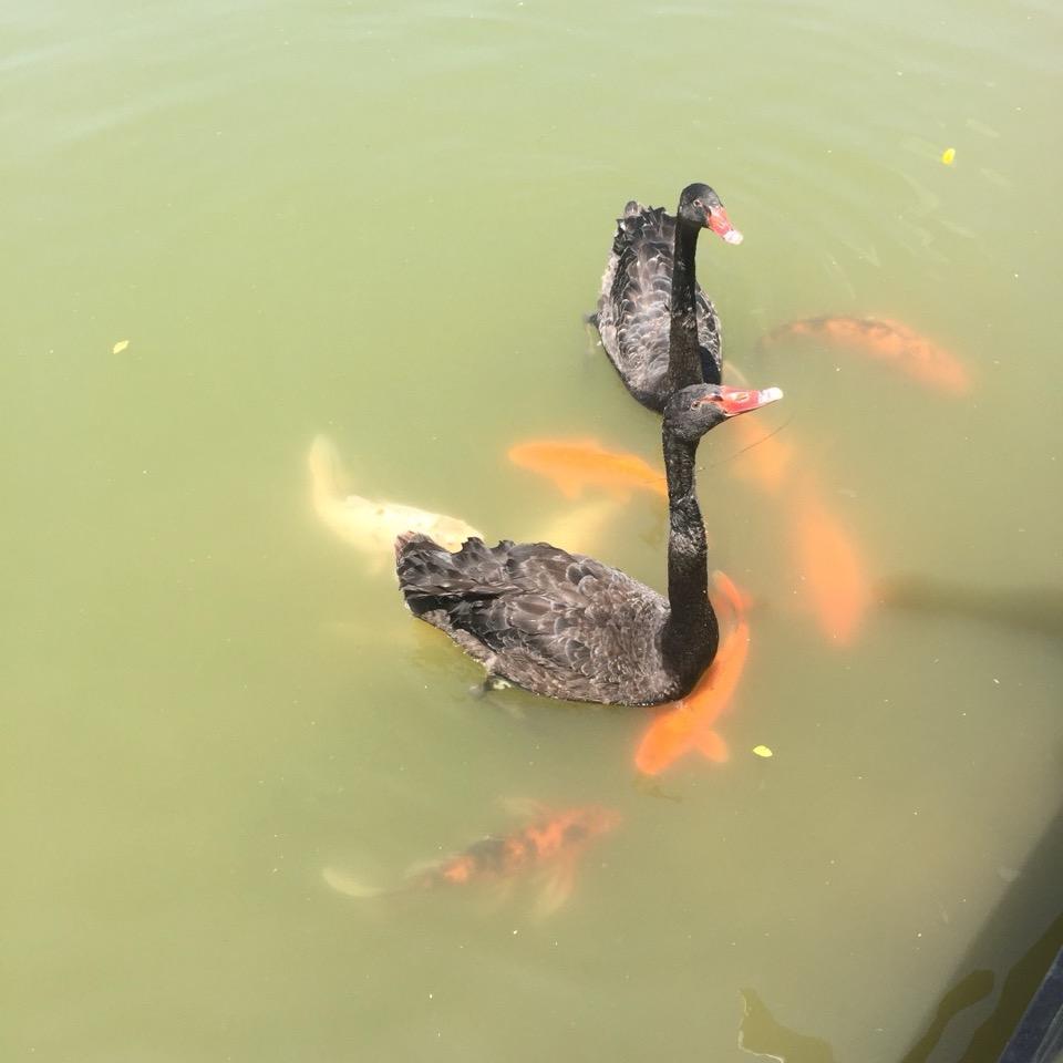 翔如飞飞