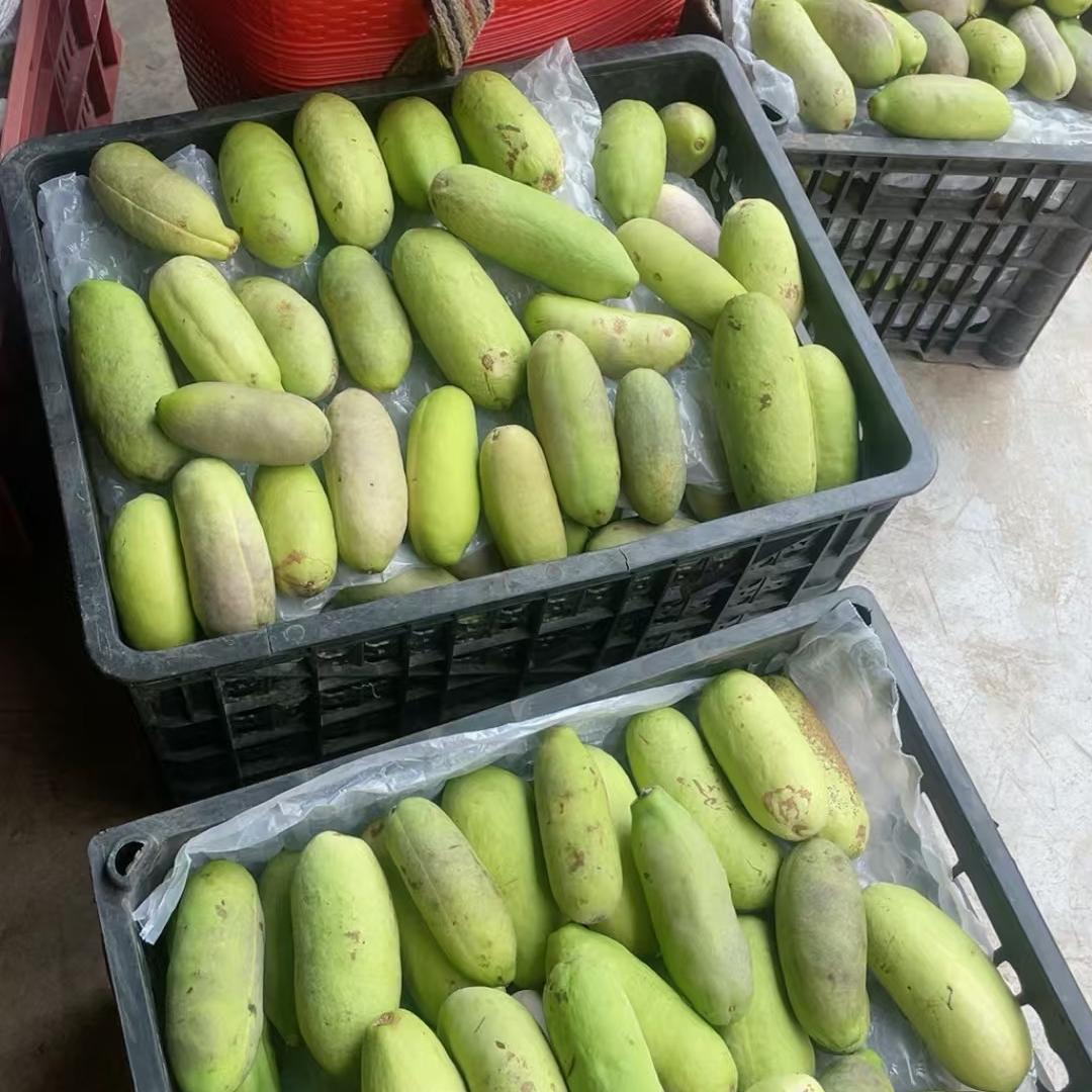 清秀小果果