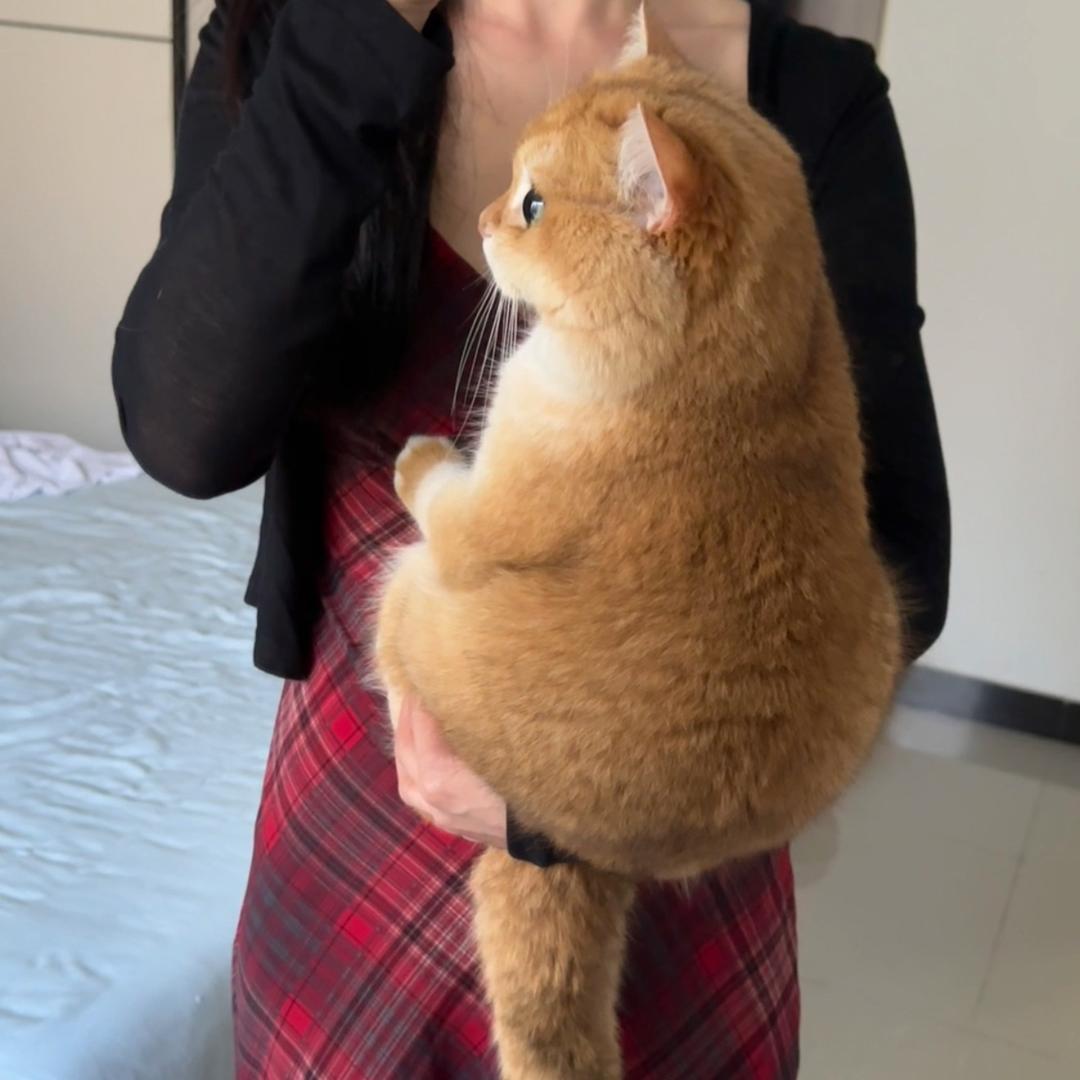 喵喵喵🐱