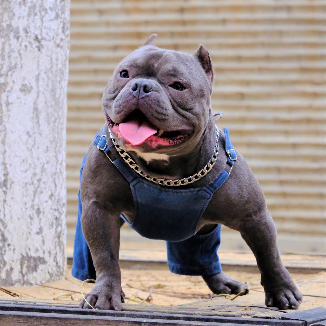 恶霸犬哈雷
