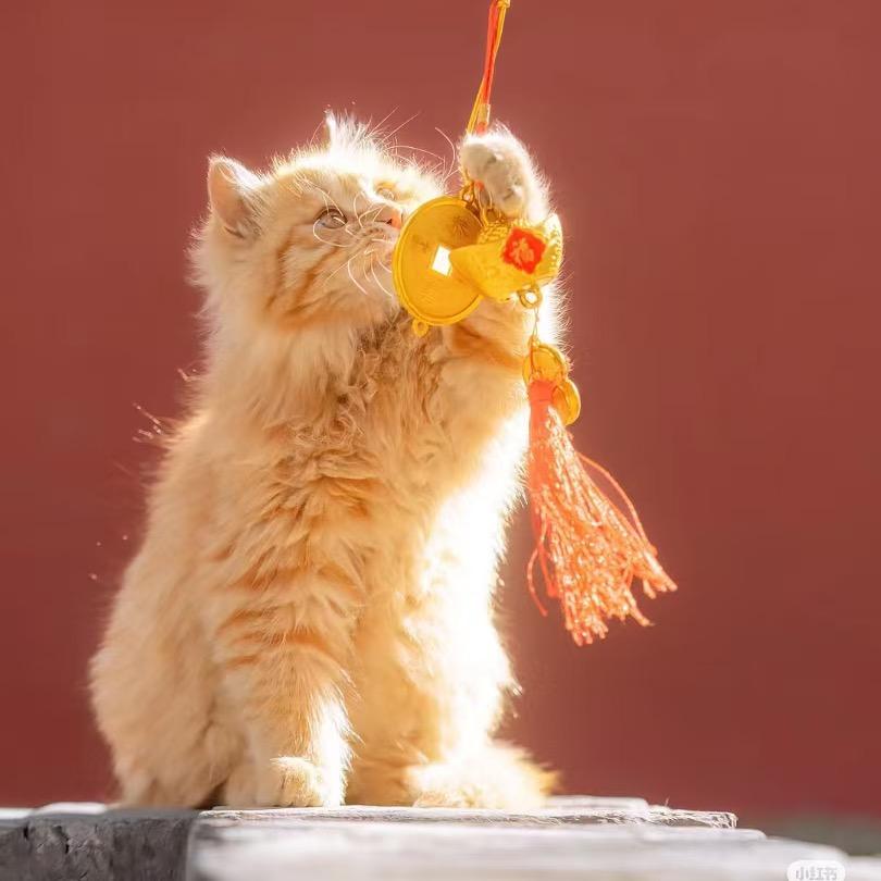 国学小猫🐱喵喵酱