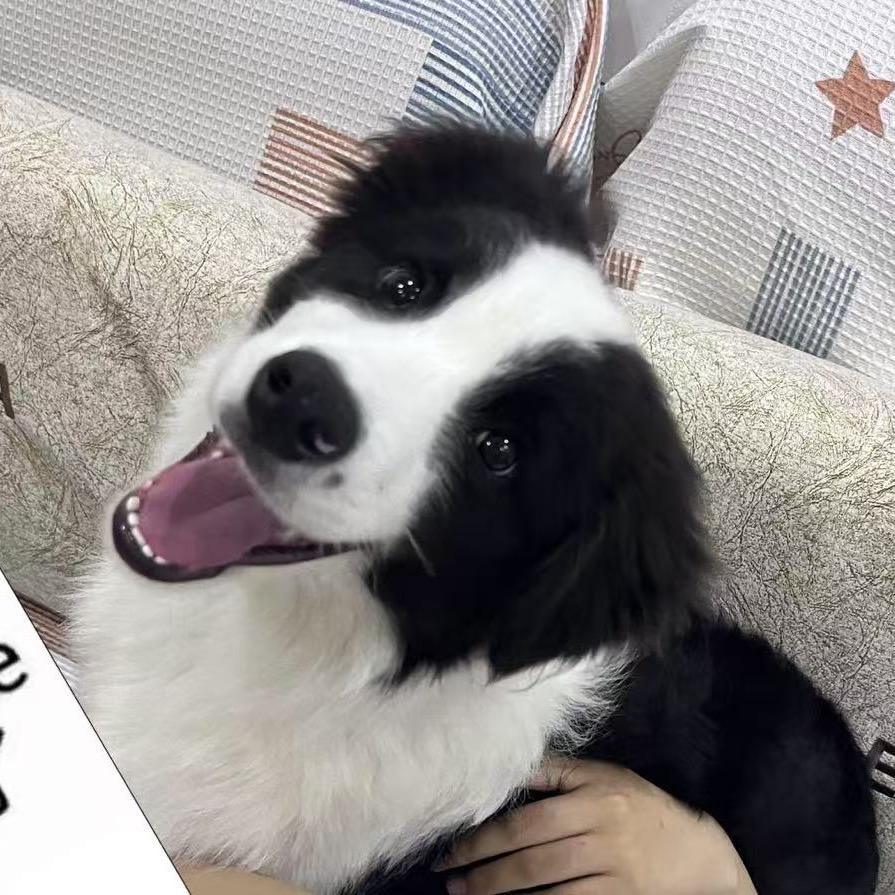 边牧塔姆