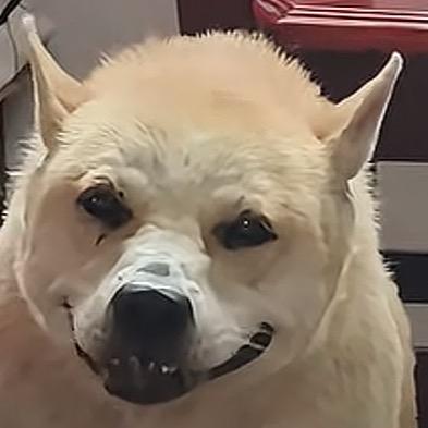 小烤鱼