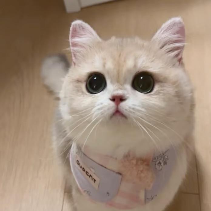 介休市楷咯百货店直播号