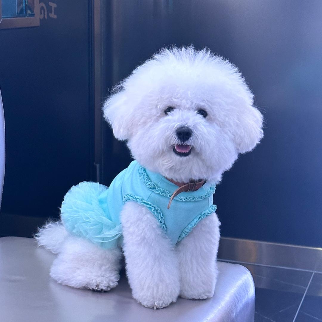 🐶狗宝儿是个小比熊