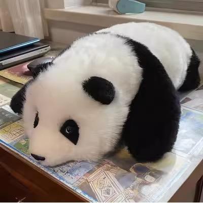 不吃🐟的猫