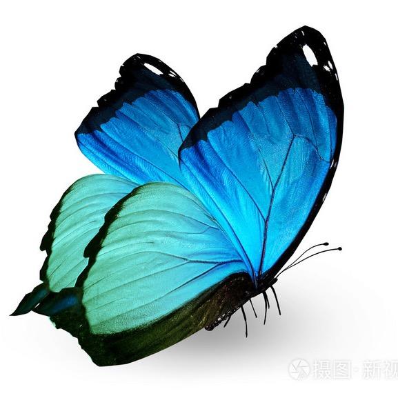 🦋🦋小号