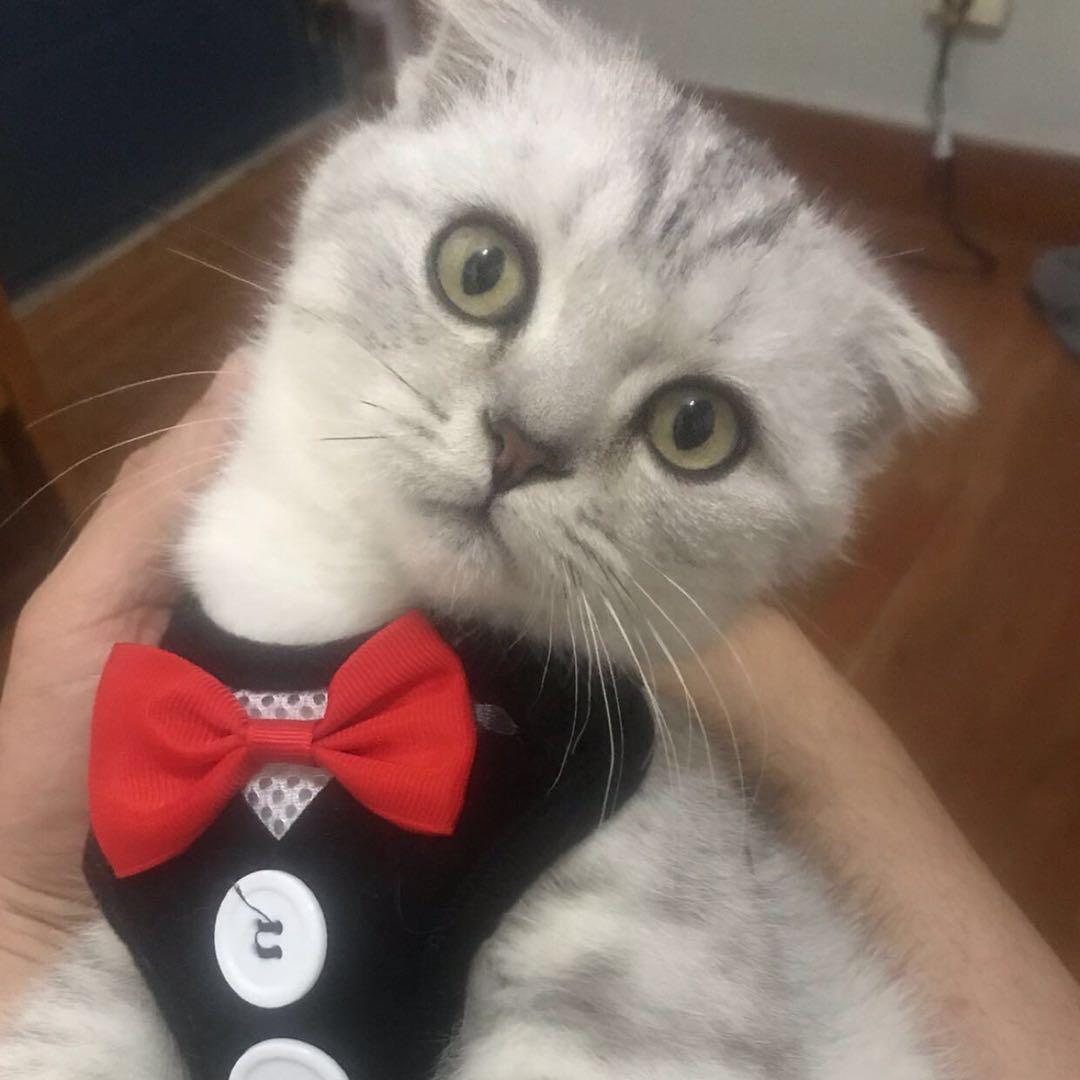 美哥是一只猫