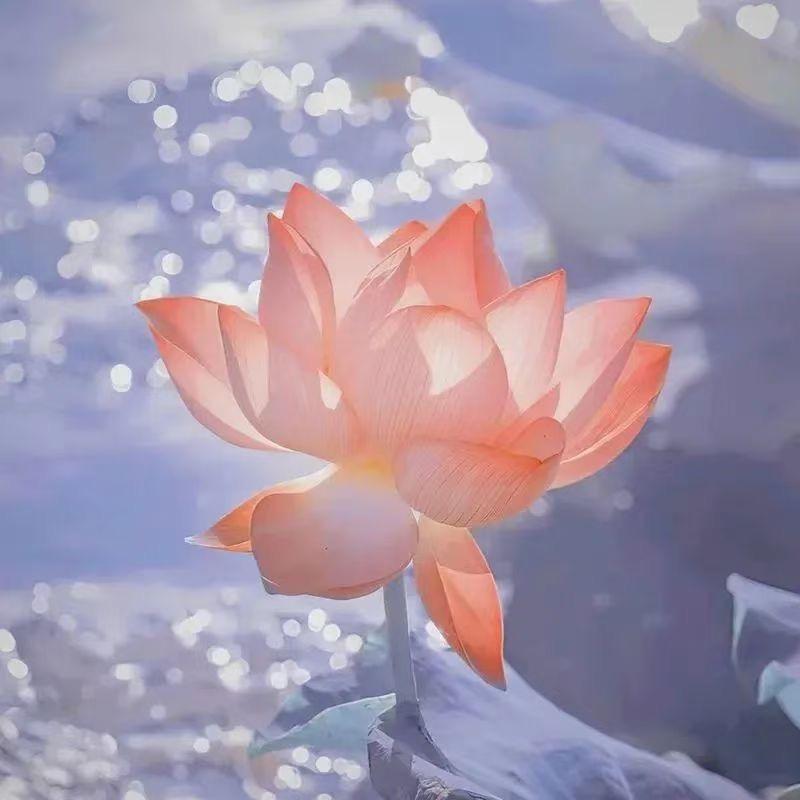 浅浅