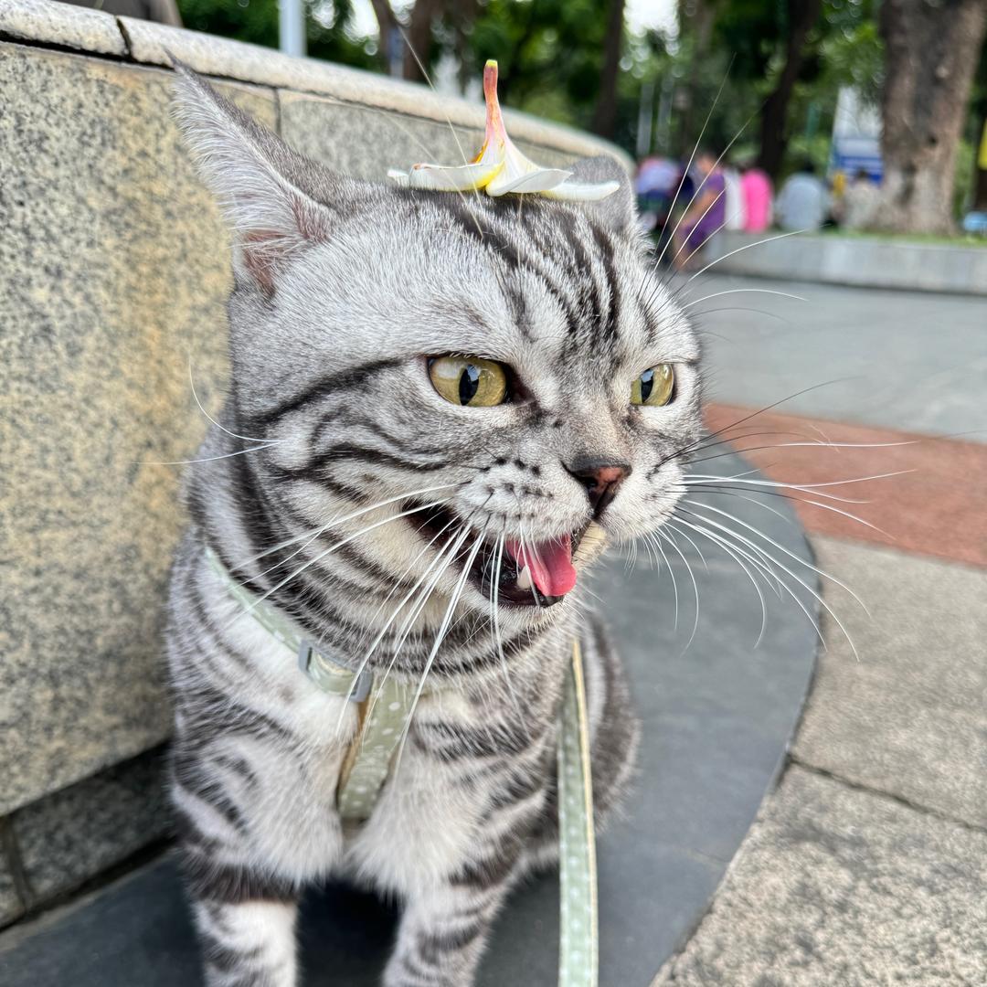 猫小胖