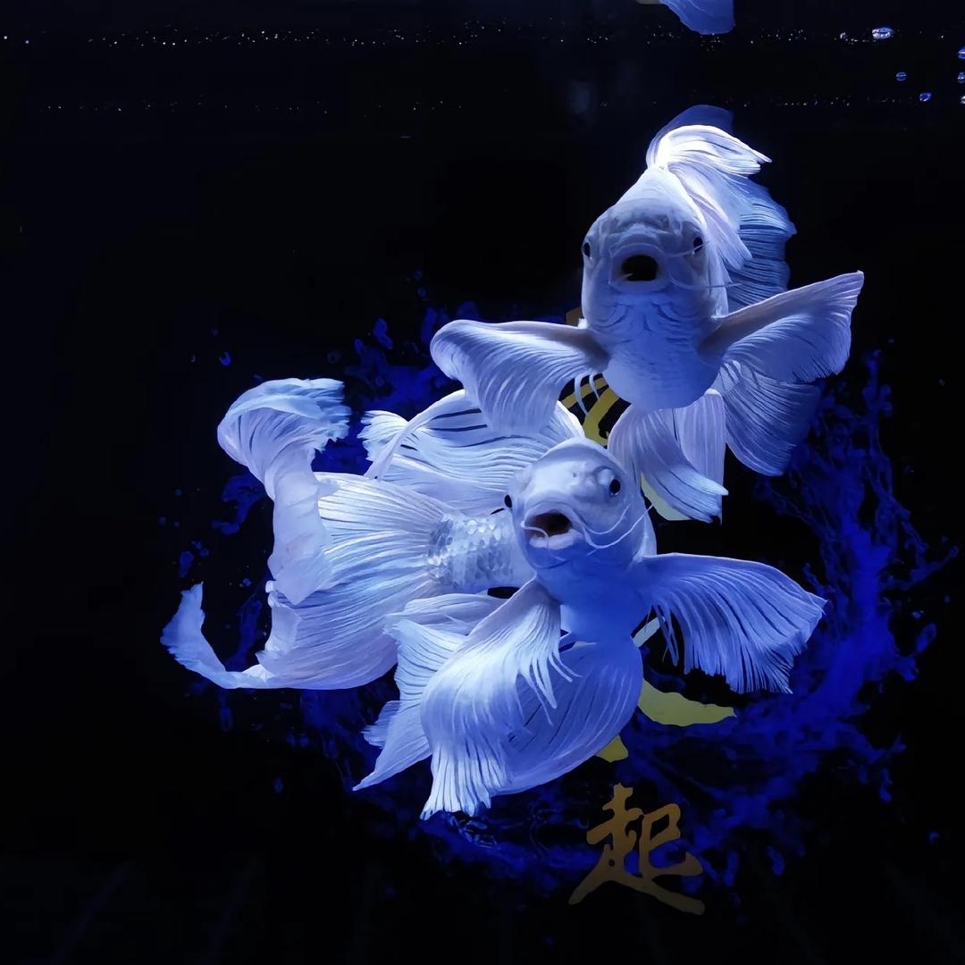 铁东观赏鱼