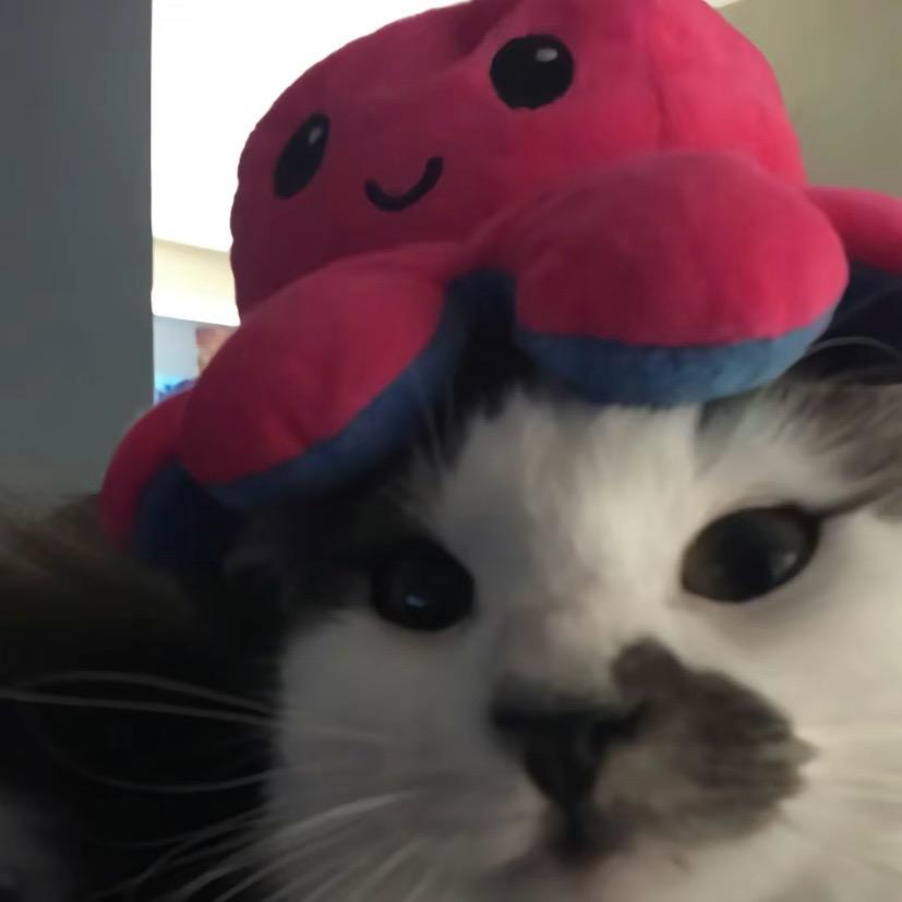 章鱼猫🐙
