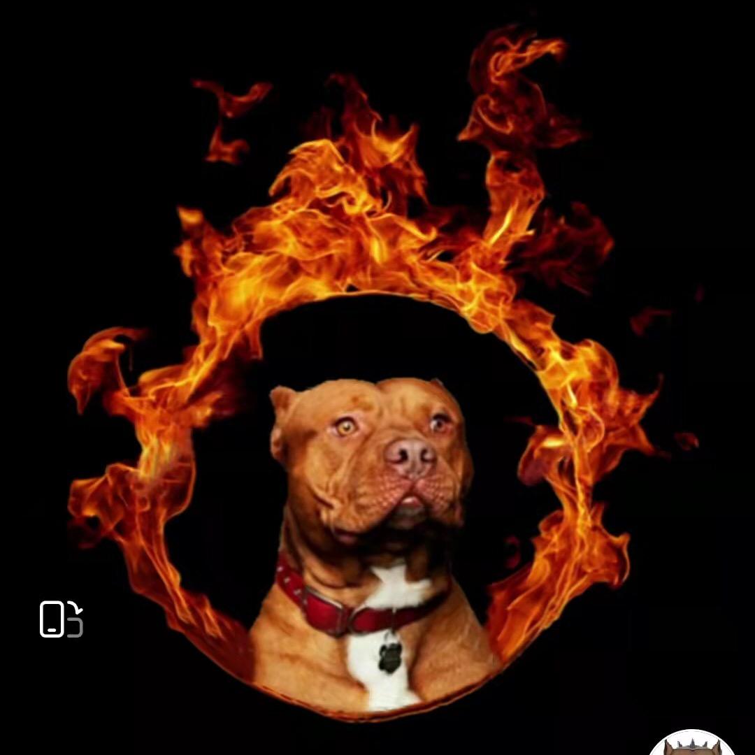 乌兰察布小型犬繁殖犬舍