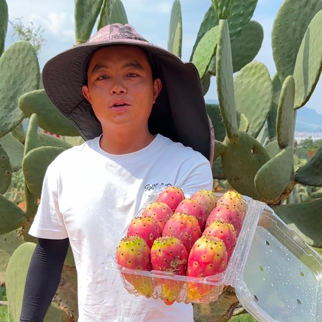 云南仙人掌种植基地