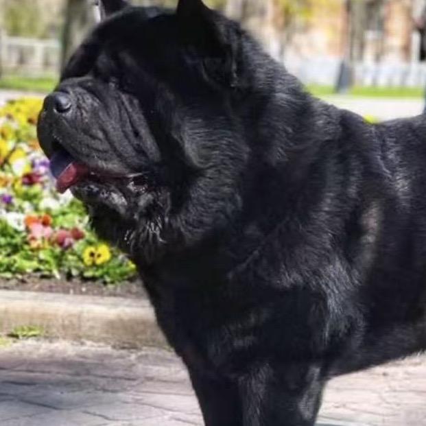 欧洲进口松狮，三只熊中国繁殖基地。