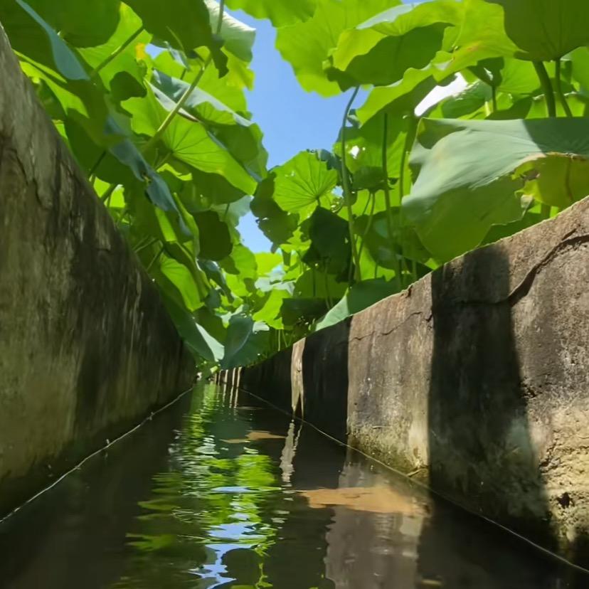 素心🌻