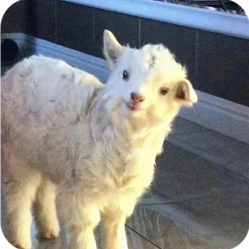 宣威小绵羊🐑