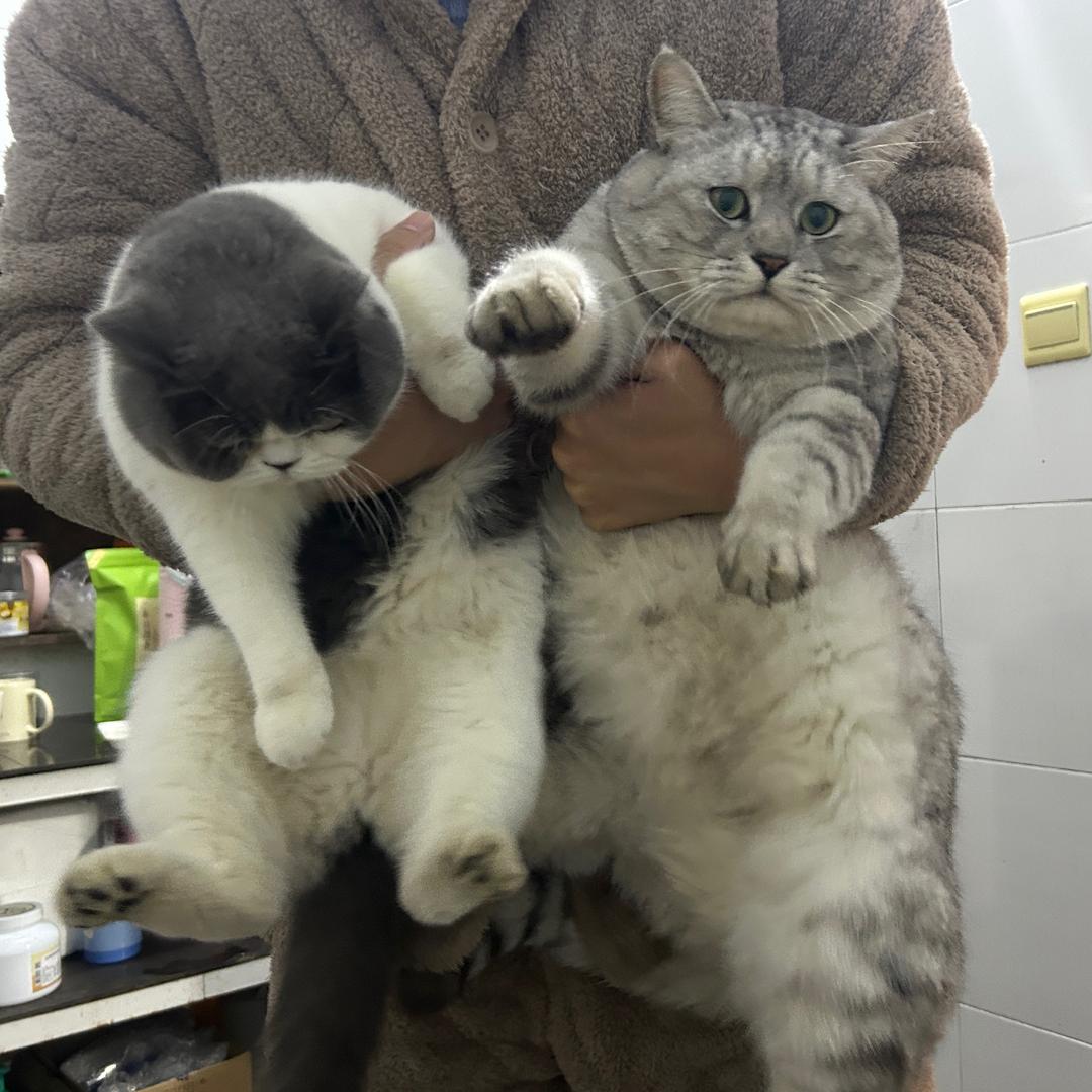 拒绝扫码喵