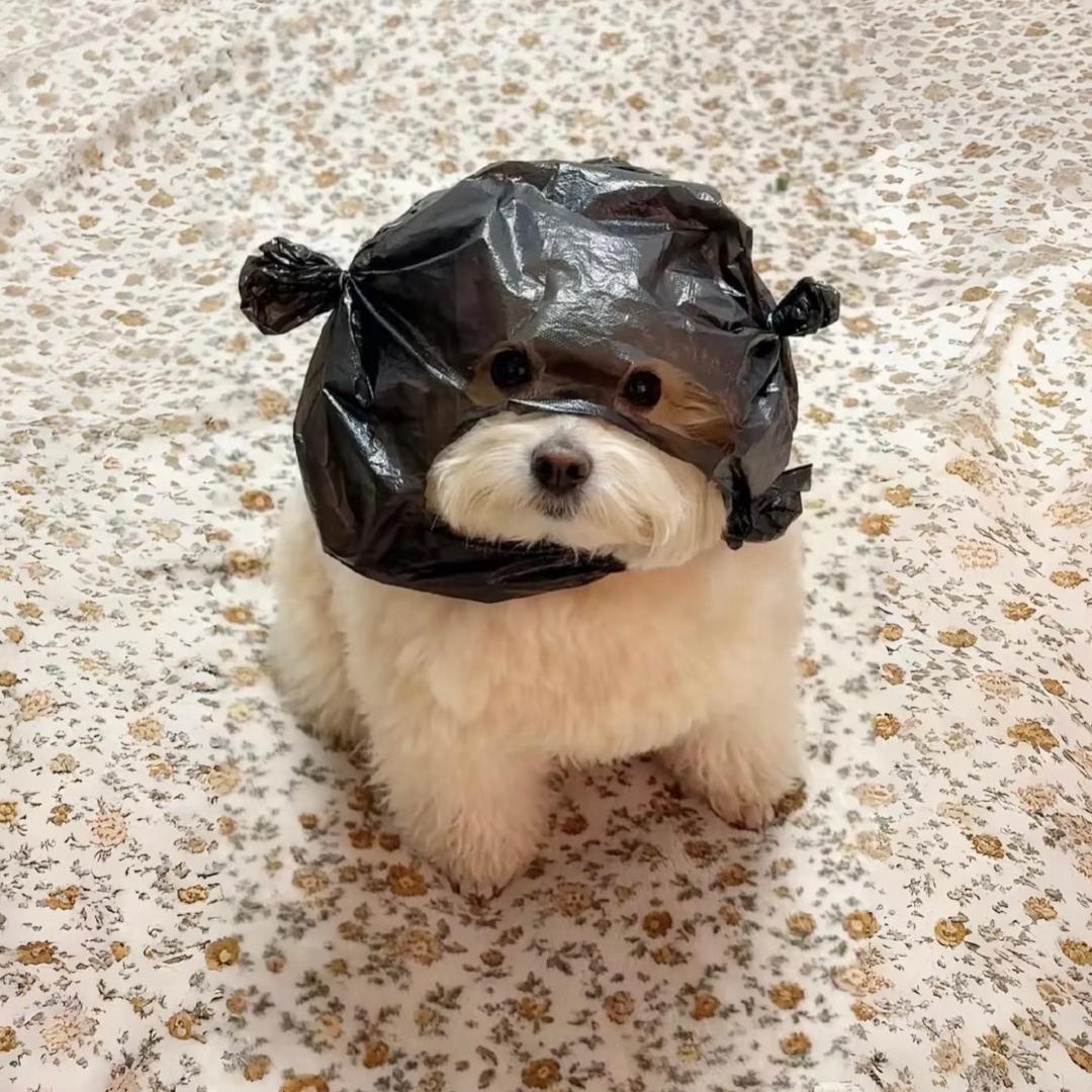 峤