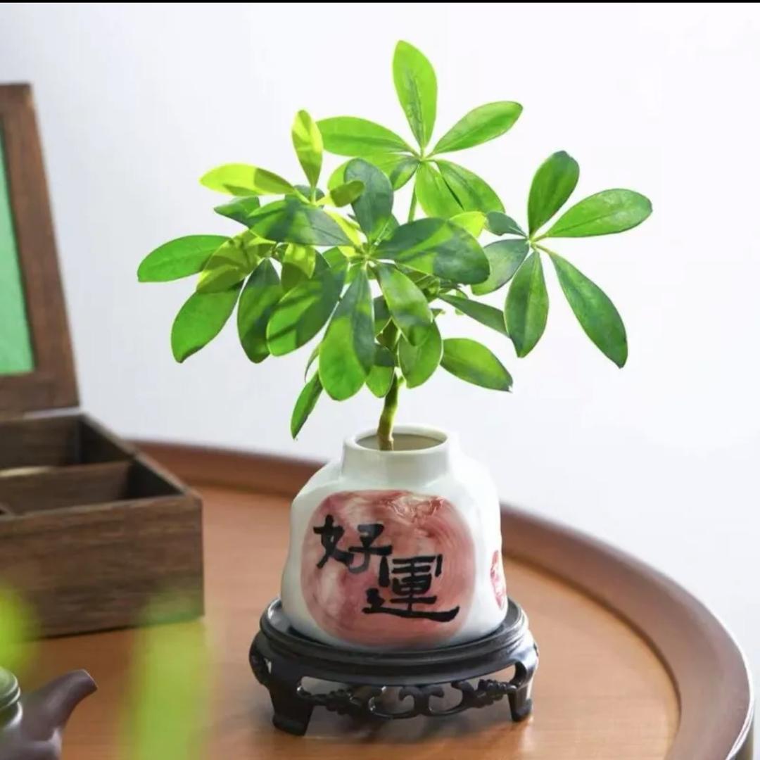 Cherryfairy（樱仙）