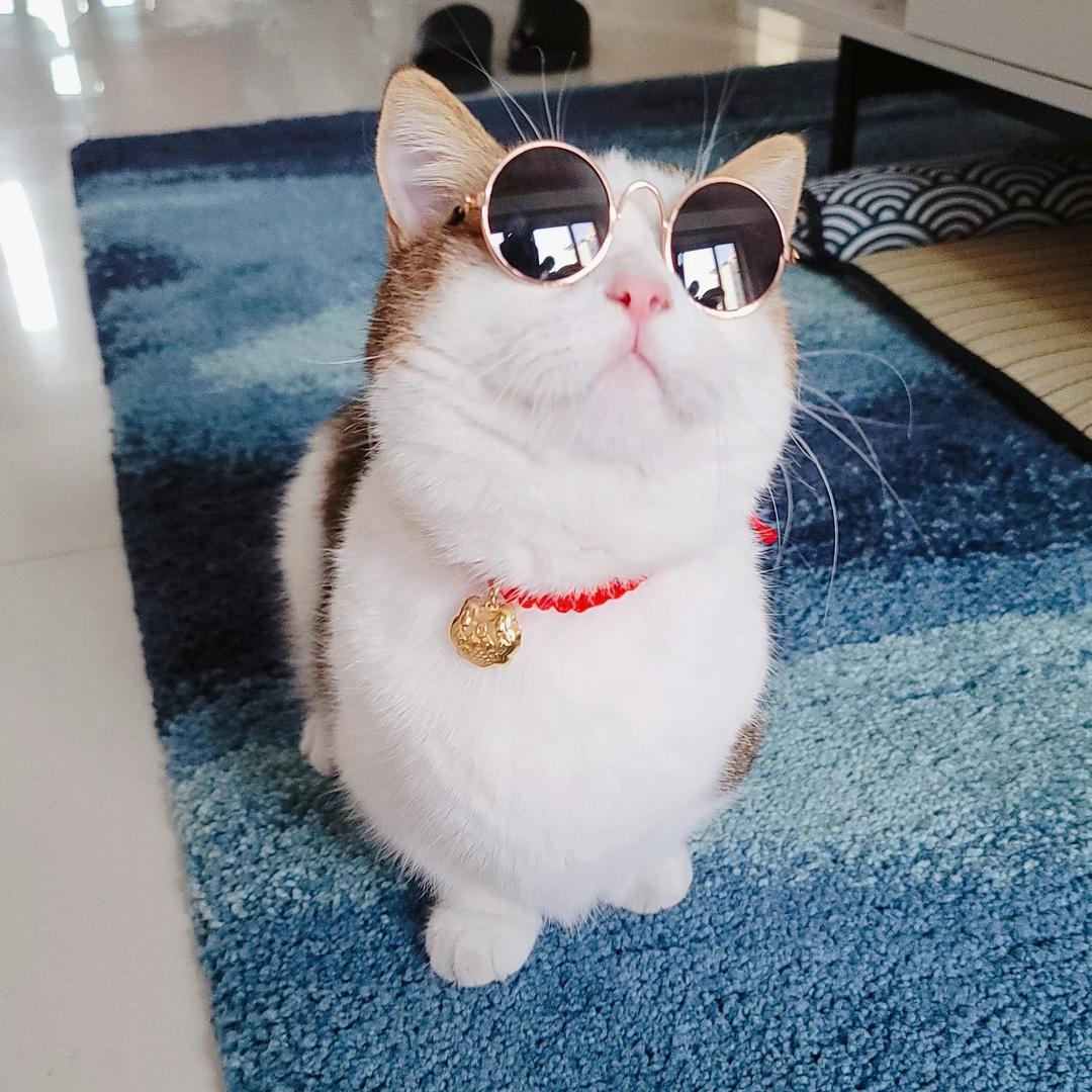 糕手呆贝贝（LL）