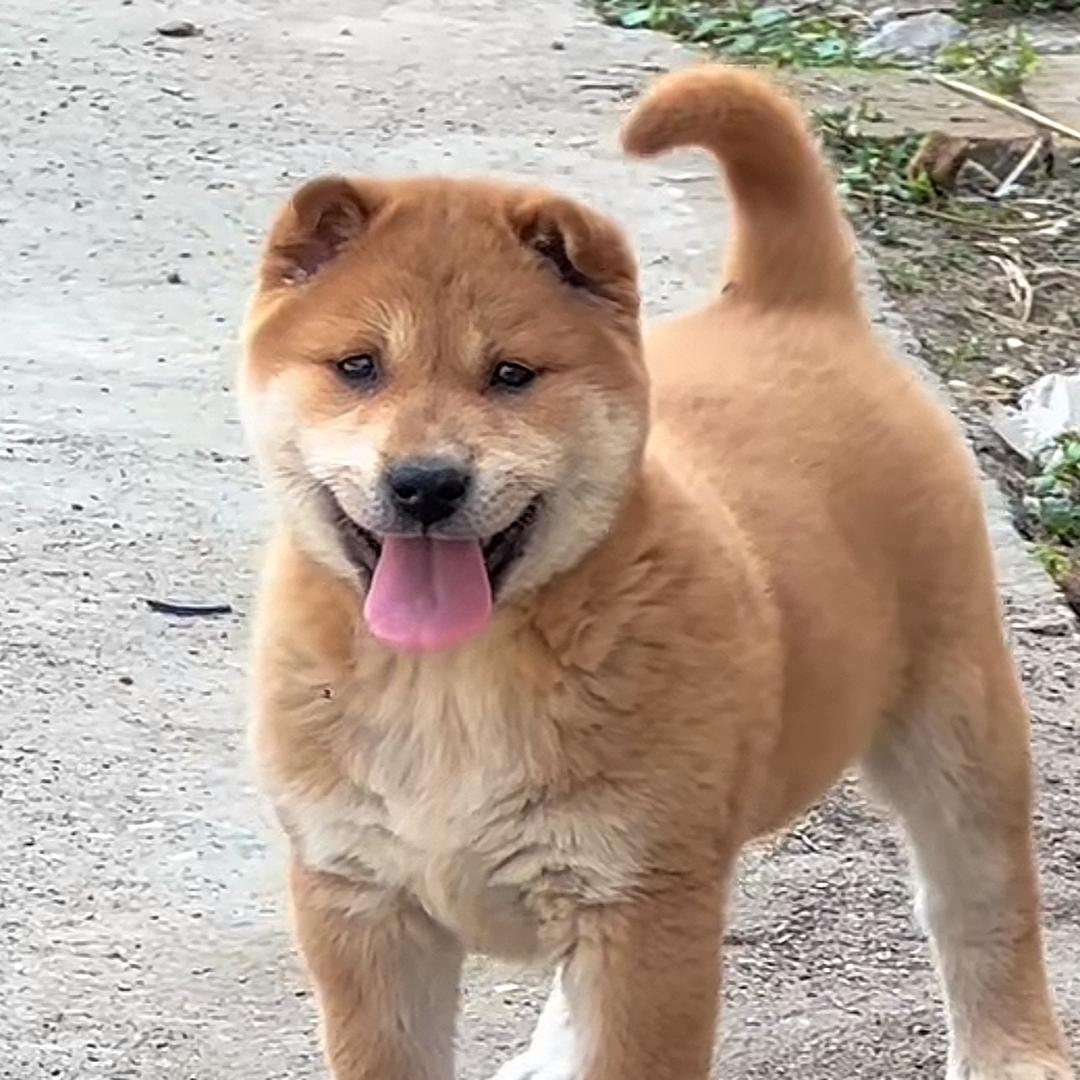 田园犬（代找）