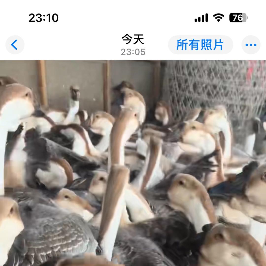 洋柔农业