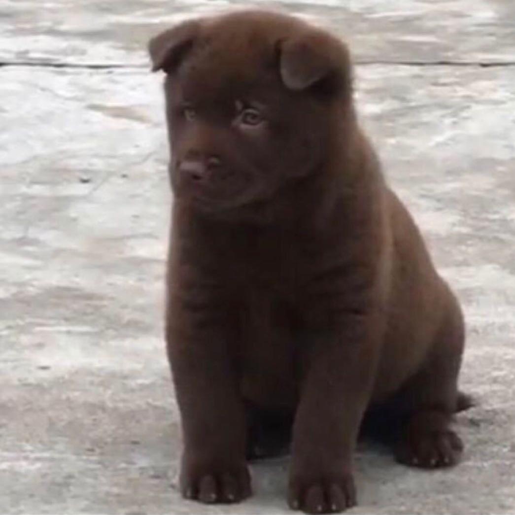 兴赞源田园犬