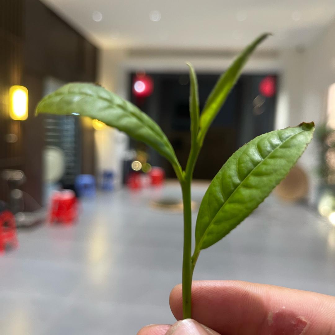 天心村武夷尉茶业