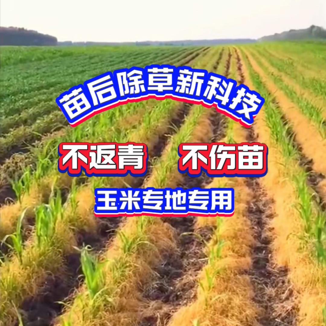 高产玉米🌽店